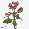 Kalanchoe sensual pink meadow