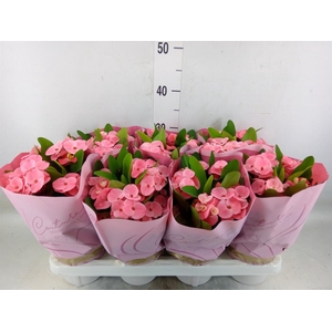 Euphorbia milii 'Charlotte'