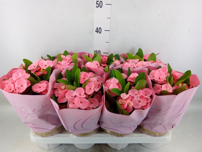 <h4>Euphorbia milii 'Charlotte'</h4>