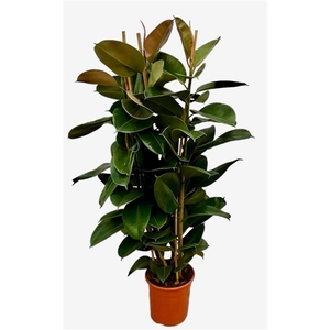 Ficus Elastica 'Robusta' toef - 150cm