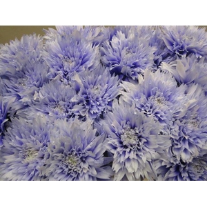 Chr G Undercover Pastel Lilac