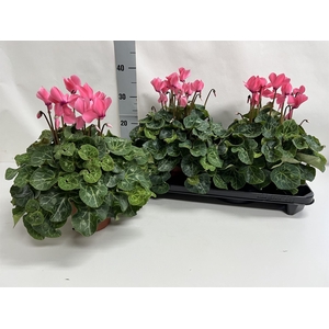 Cyclamen GR 'XL'