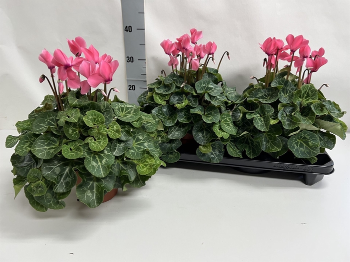 <h4>Cyclamen GR 'XL'</h4>