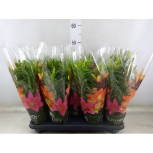 Lilium asia.   ...mix
