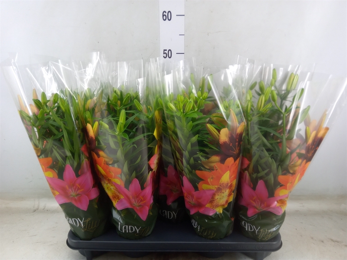 <h4>Lilium asia.   ...mix</h4>