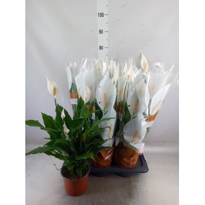 Spathiphyllum  'Sweet Chico'