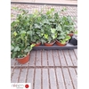 !! PROMO !! HEDERA WONDER P12