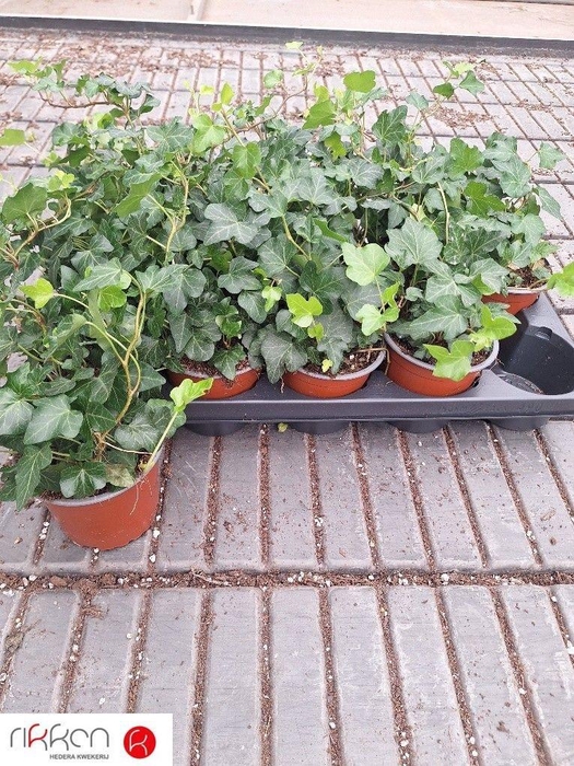 <h4>HEDERA WONDER P12</h4>