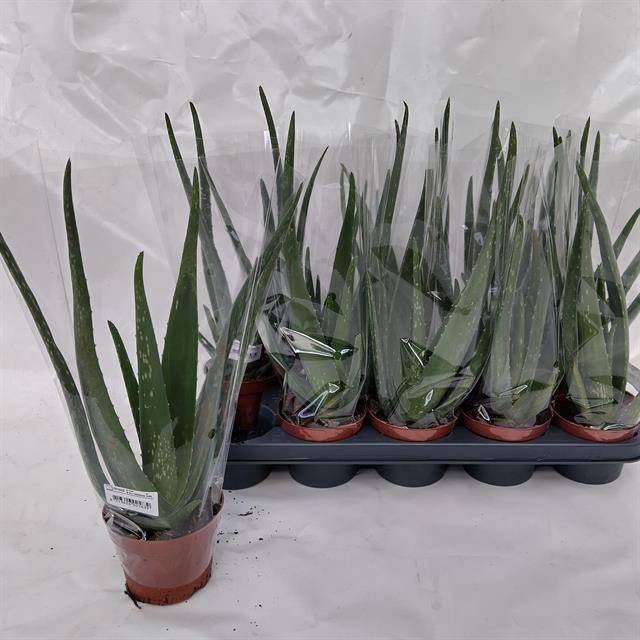 <h4>ALOE VERA</h4>