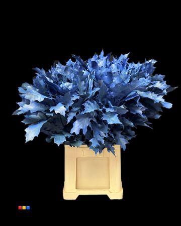 <h4>Quercus Klb Frosted Blue 80cm GK</h4>