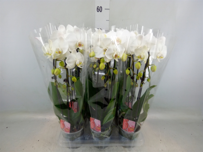 <h4>Phalaenopsis  'Elegant Cascade'</h4>