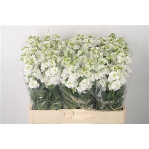 Matth Nl. Stox White