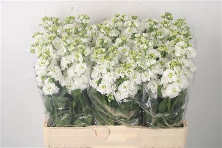 <h4>Matth Nl. Stox White</h4>