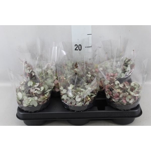 Ceropegia woodii ssp. woodii
