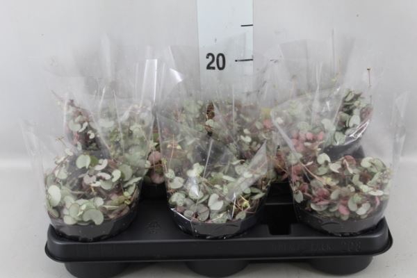 <h4>Ceropegia woodii ssp. woodii</h4>