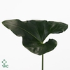 Anthurium Hookeri Leaf 52cm