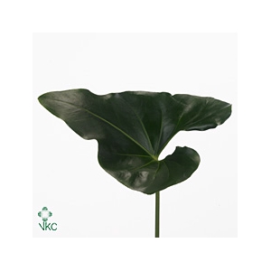 Anthurium Hookeri Leaf 52cm