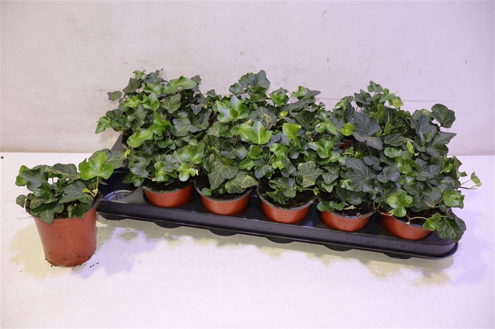 <h4>arr8 Hed He Wonder</h4>