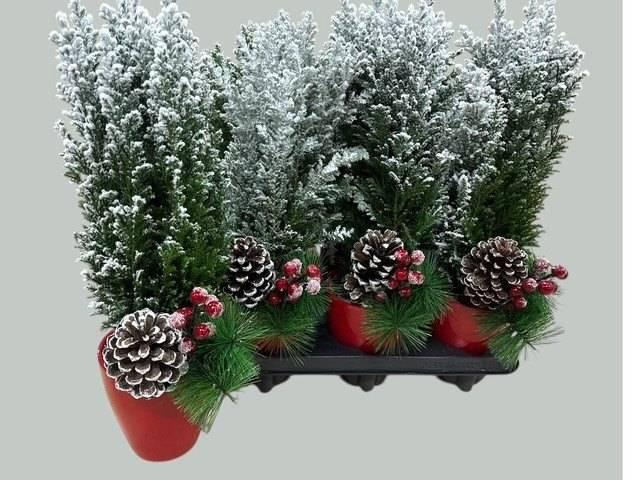 <h4>KERSTBOOM VERSIERD</h4>