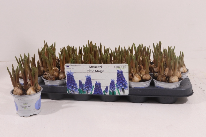 <h4>MUSCAR BLUE MAGIC</h4>