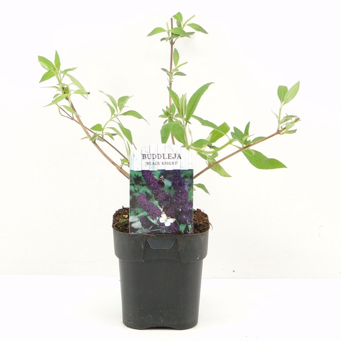 <h4>Buddleja Black Knight</h4>
