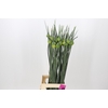 Allium Kenton
