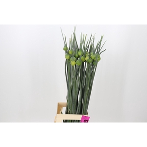 Allium Kenton