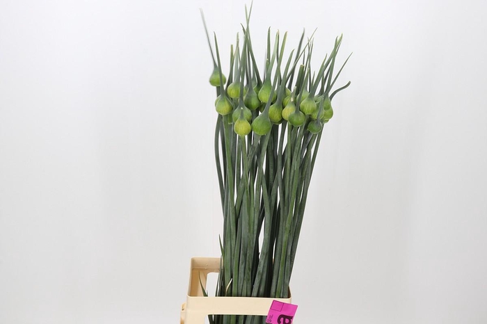 <h4>Allium Kenton</h4>