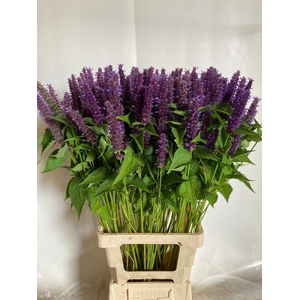 AGASTACHE OV