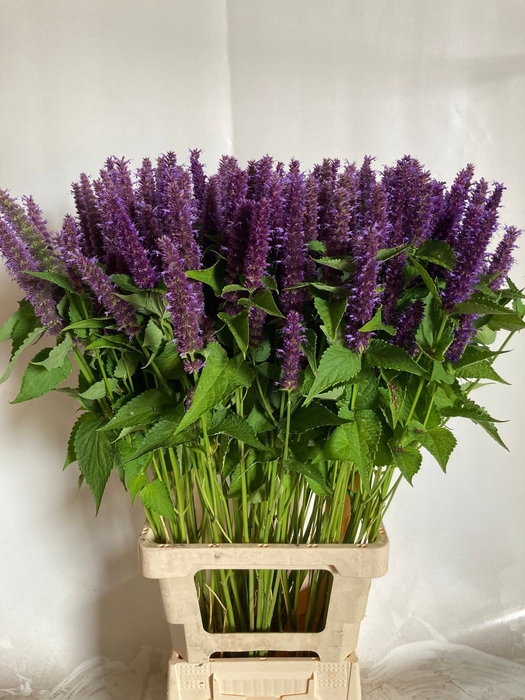 <h4>AGASTACHE OV</h4>