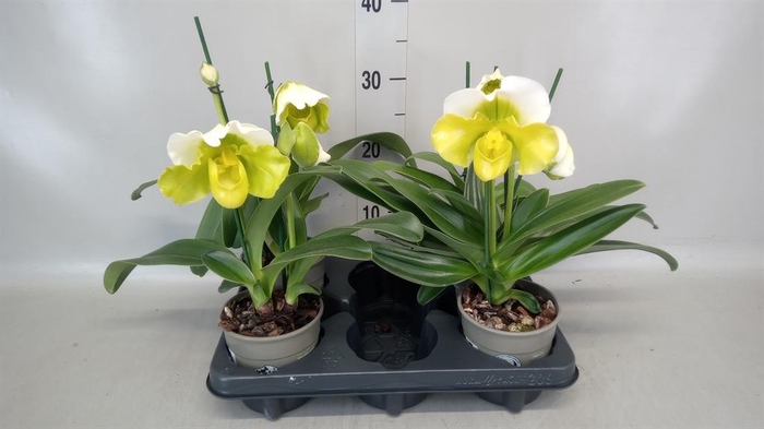 <h4>Paphiopedilum  'Amerikaanse hybrid'</h4>