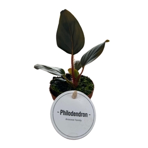 Philodendron Squamicaule Red