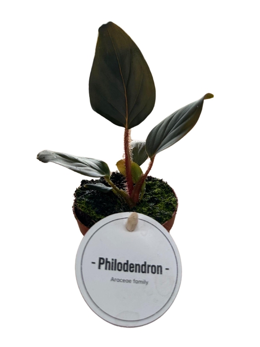 <h4>Philodendron Squamicaule Red</h4>