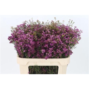 Chamelauc Eden Purple