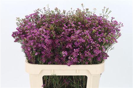 <h4>Chamelauc Eden Purple</h4>