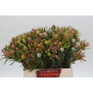 Cape Green Cone Mix Large