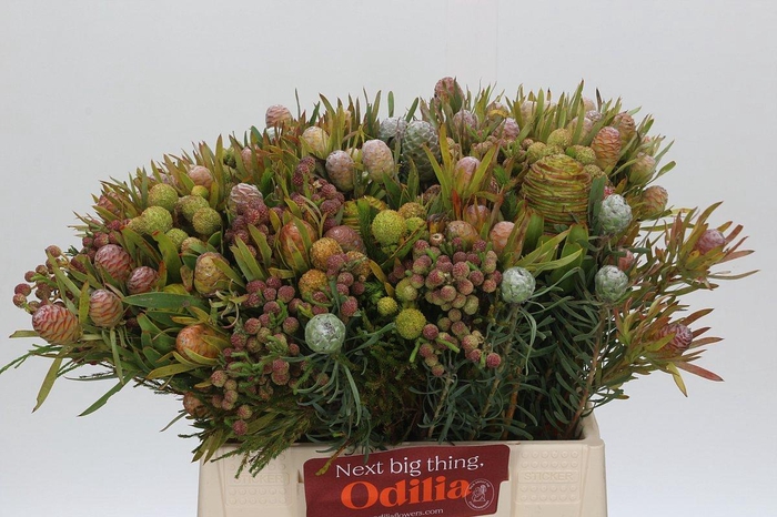 Cape Green Cone Mix Large