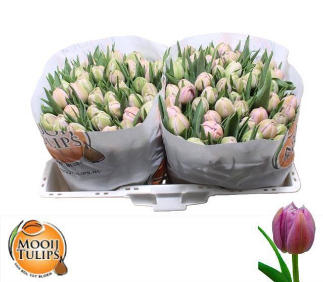 <h4>TU DU KATINKA</h4>