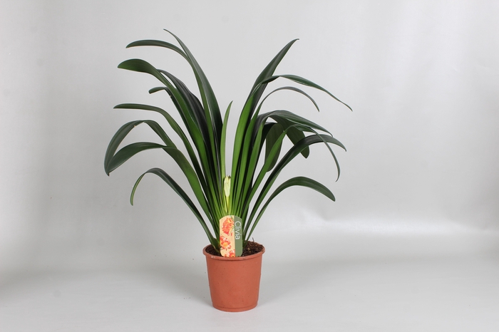 <h4>Clivia miniata XL 4 jaar oud</h4>