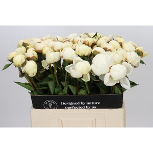 Paeonia Mary E. Nicholls