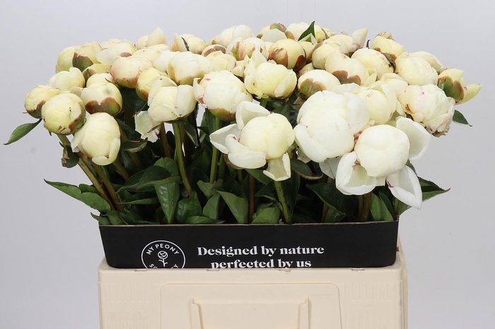 <h4>Paeonia Mary E. Nicholls</h4>