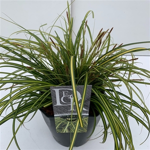 Carex 'Eversheen'