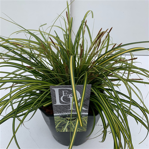 <h4>Carex 'Eversheen'</h4>