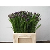Centaurea Blauw