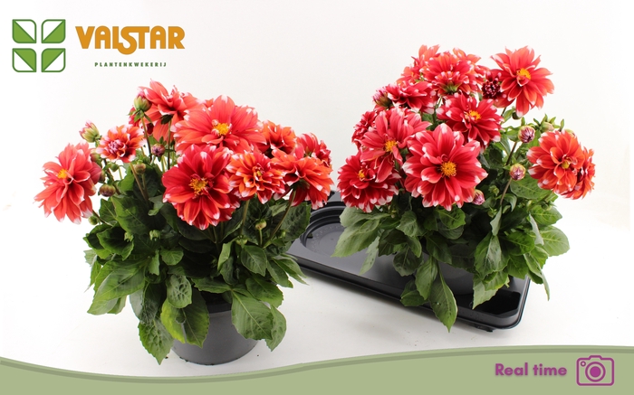 <h4>DAHL L ME RED</h4>