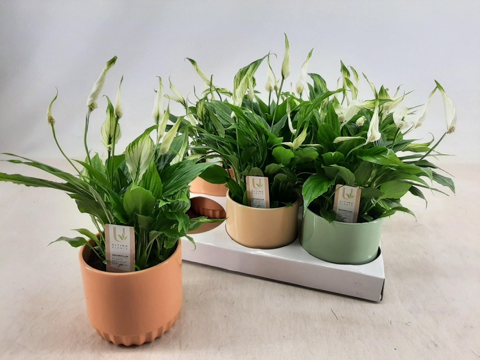 <h4>SPATH CHOPIN</h4>