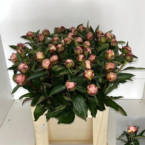 PAEO L GARDENIA