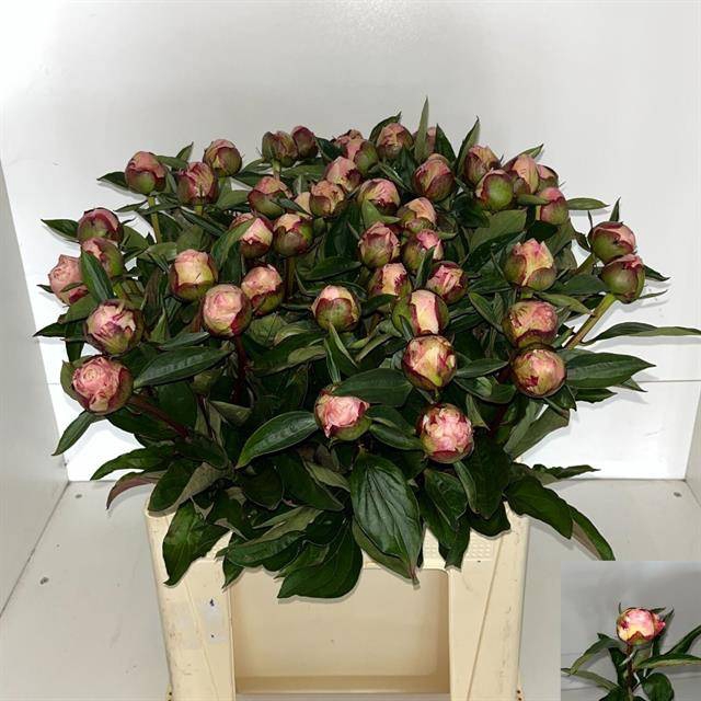 <h4>PAEO L GARDENIA</h4>