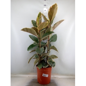 Ficus elastica 'Tineke'