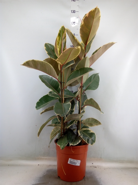 <h4>Ficus elastica 'Tineke'</h4>